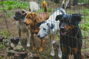 Hunde hinter einem Zaun