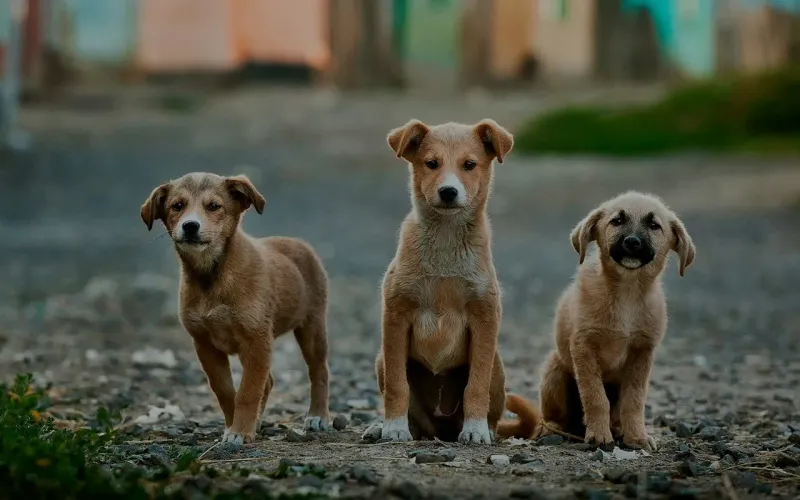 Hundewelpen auf einer Straße